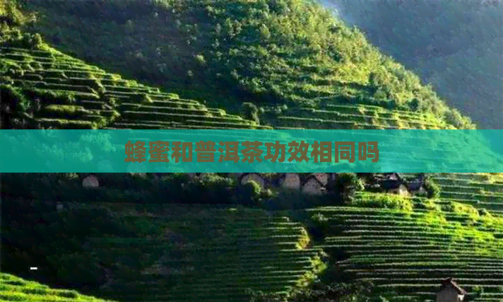 蜂蜜和普洱茶功效相同吗