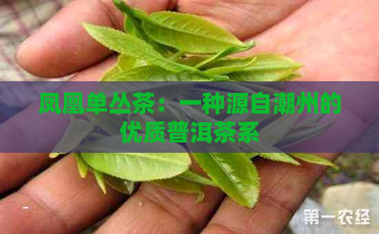 凤凰单丛茶：一种源自潮州的优质普洱茶系