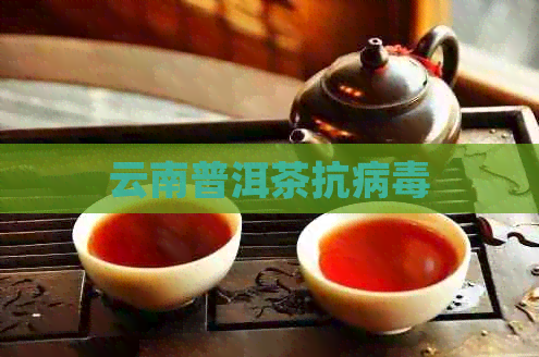 云南普洱茶抗病