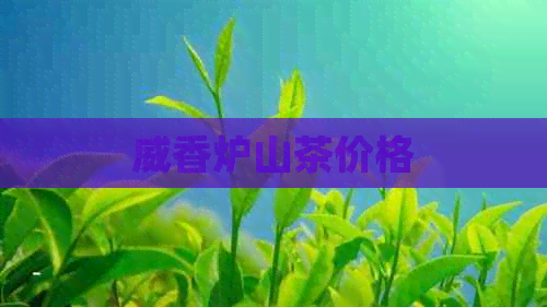 威香炉山茶价格