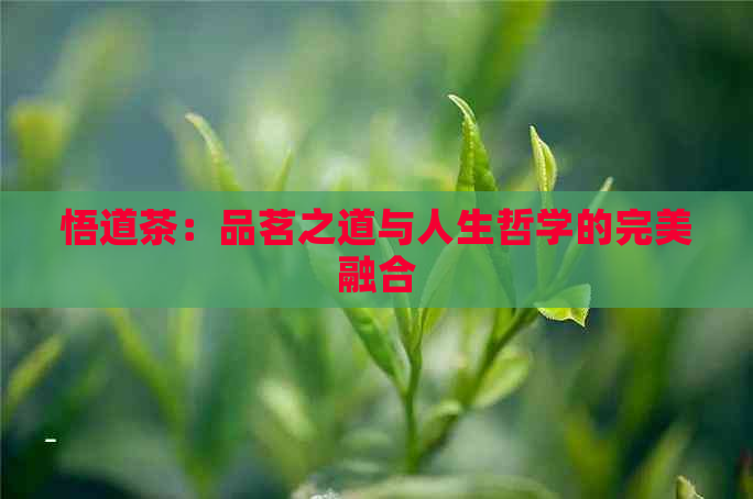 悟道茶：品茗之道与人生哲学的完美融合