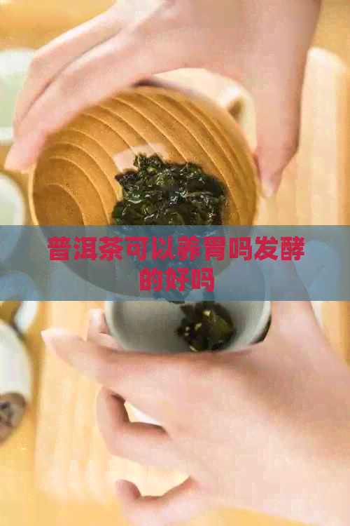 普洱茶可以养胃吗发酵的好吗