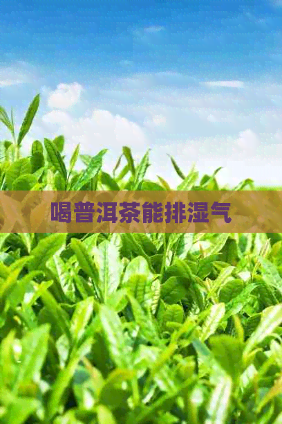 喝普洱茶能排湿气