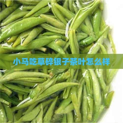 小马吃草碎银子茶叶怎么样