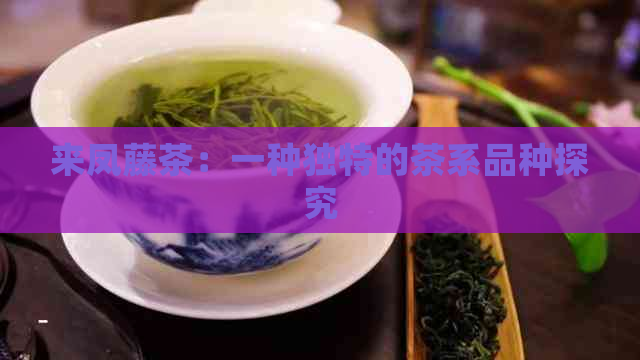 来凤藤茶：一种独特的茶系品种探究