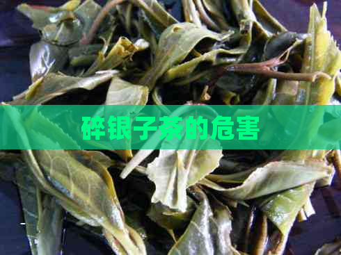 碎银子茶的危害