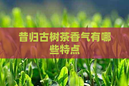 昔归古树茶香气有哪些特点