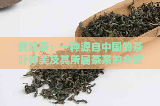 贵妃茶：一种源自中国的茶叶种类及其所属茶系的全面解析