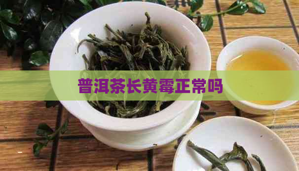 普洱茶长黄霉正常吗