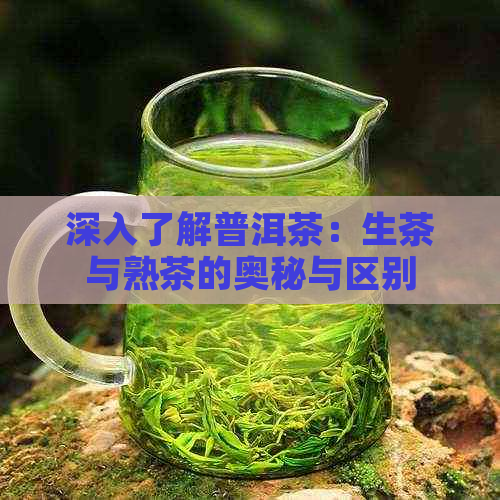 深入了解普洱茶：生茶与熟茶的奥秘与区别