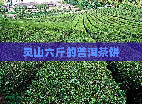 灵山六斤的普洱茶饼