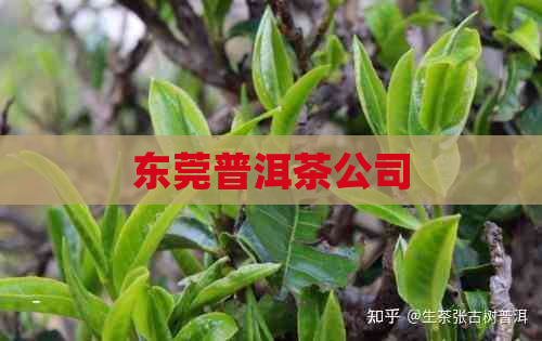 东莞普洱茶公司