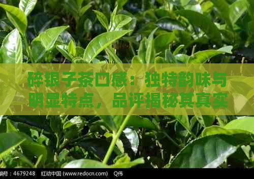 碎银子茶口感：独特韵味与明显特点，品评揭秘其真实面貌