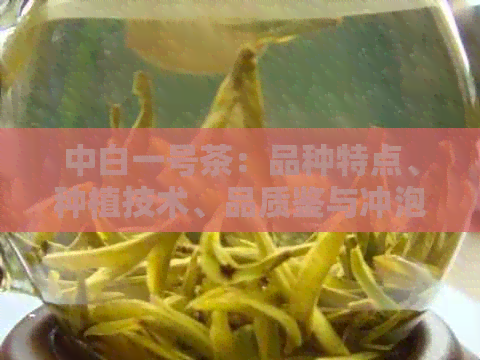 中白一号茶：品种特点、种植技术、品质鉴与冲泡方法全方位解析