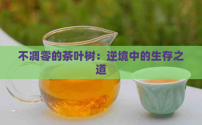 不凋零的茶叶树：逆境中的生存之道