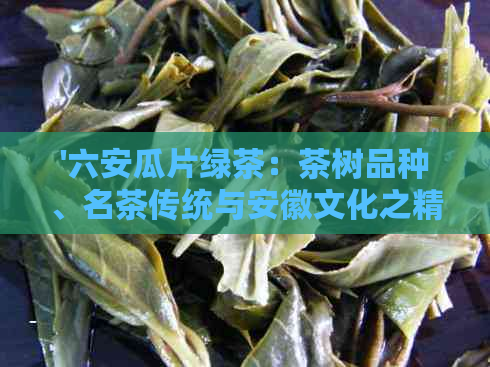 '六安瓜片绿茶：茶树品种、名茶传统与安徽文化之精髓'