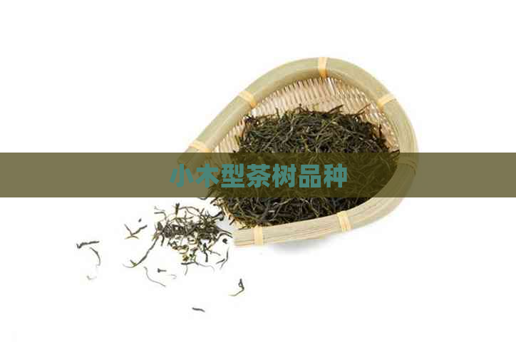 小木型茶树品种