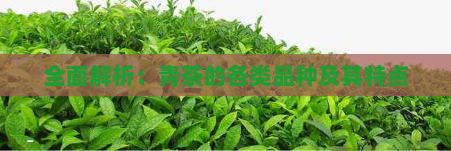 全面解析：青茶的各类品种及其特点