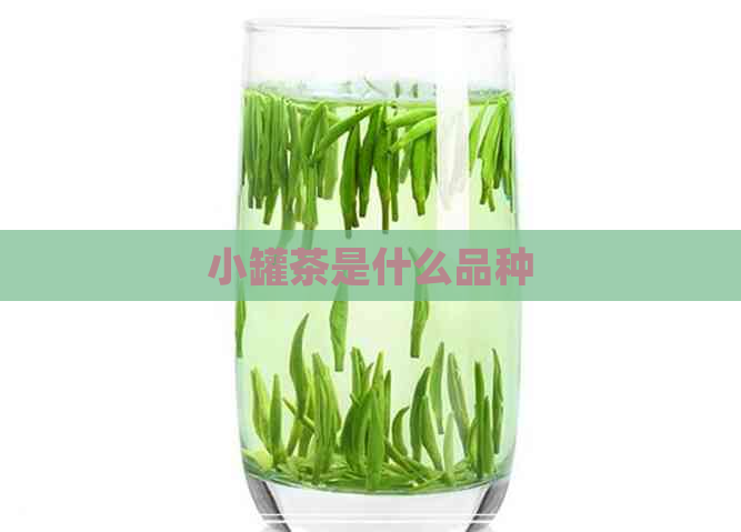 小罐茶是什么品种