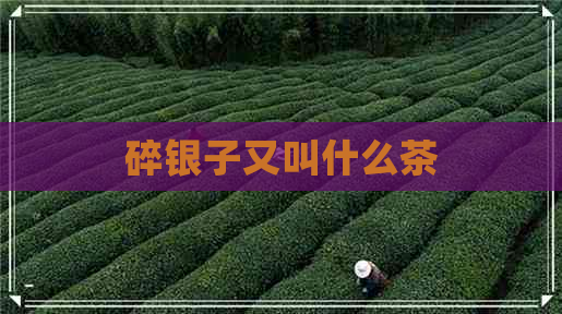 碎银子又叫什么茶