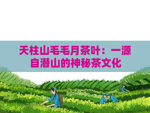 天柱山毛毛月茶叶：一源自潜山的神秘茶文化