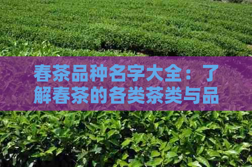 春茶品种名字大全：了解春茶的各类茶类与品种