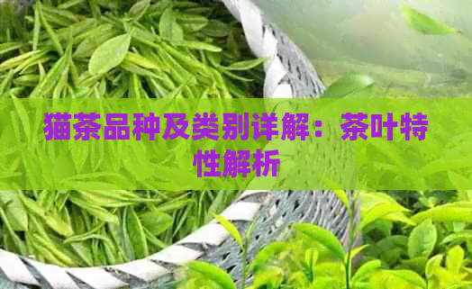 猫茶品种及类别详解：茶叶特性解析