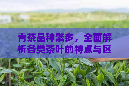 青茶品种繁多，全面解析各类茶叶的特点与区别