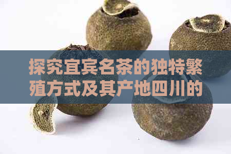 探究宜宾名茶的独特繁殖方式及其产地四川的重要性