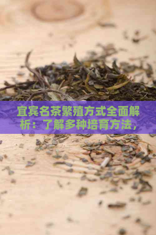 宜宾名茶繁殖方式全面解析：了解多种培育方法，提高产量与品质