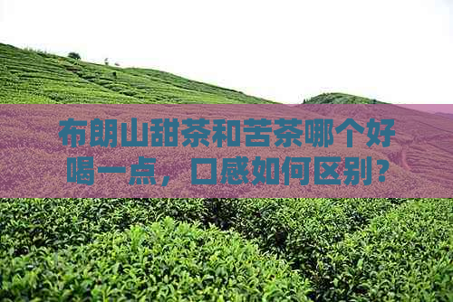 布朗山甜茶和苦茶哪个好喝一点，口感如何区别？