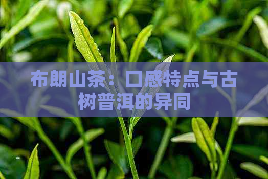 布朗山茶：口感特点与古树普洱的异同