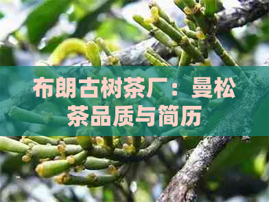 布朗古树茶厂：曼松茶品质与简历