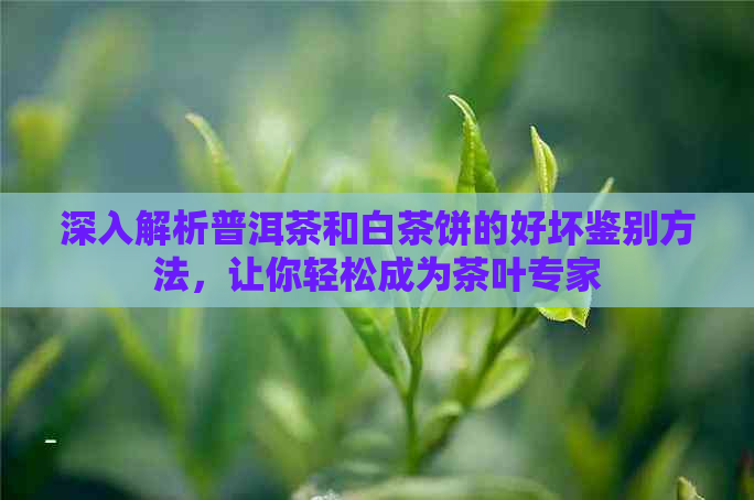 深入解析普洱茶和白茶饼的好坏鉴别方法，让你轻松成为茶叶专家