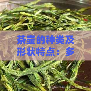 茶壶的种类及形状特点：多种形态展示独特魅力