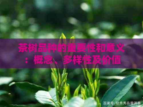 茶树品种的重要性和意义：概念、多样性及价值