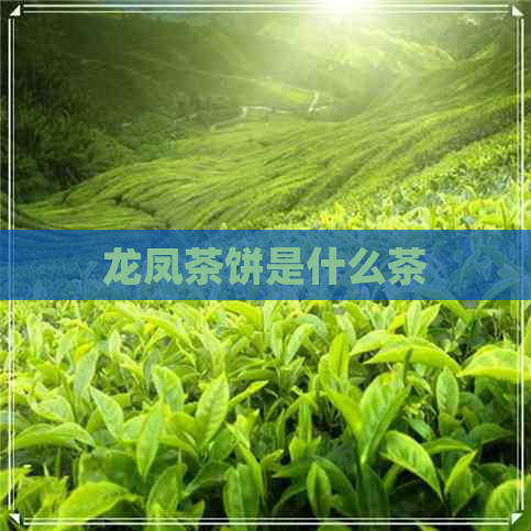 龙凤茶饼是什么茶