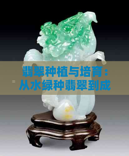 翡翠种植与培育：从水绿种翡翠到成功培育的全方位指南