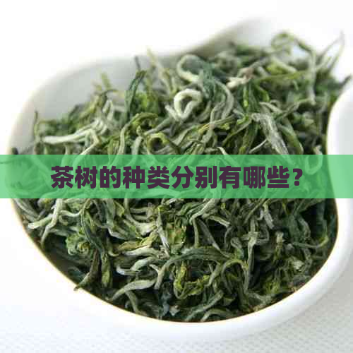 茶树的种类分别有哪些？