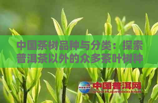 中国茶树品种与分类：探索普洱茶以外的众多茶叶树种