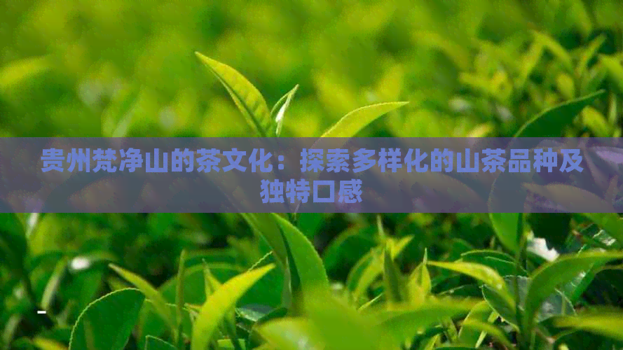 贵州梵净山的茶文化：探索多样化的山茶品种及独特口感