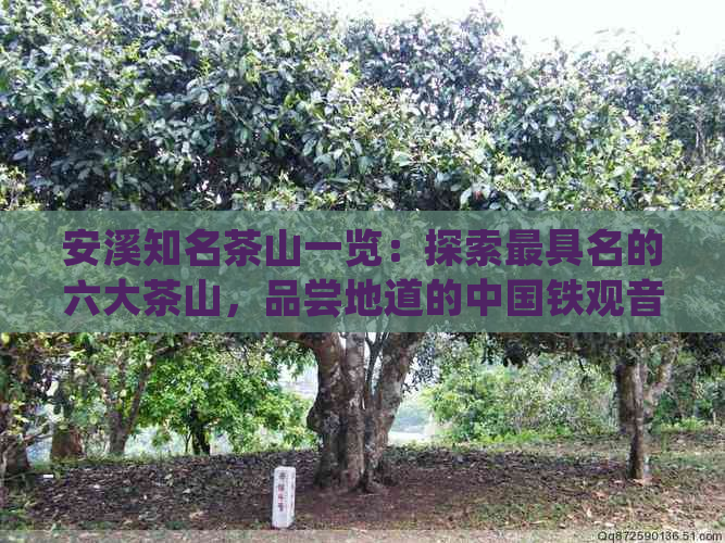 安溪知名茶山一览：探索更具名的六大茶山，品尝地道的中国铁观音