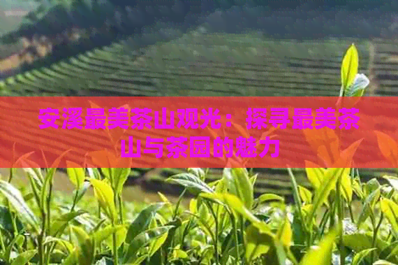 安溪最美茶山观光：探寻最美茶山与茶园的魅力