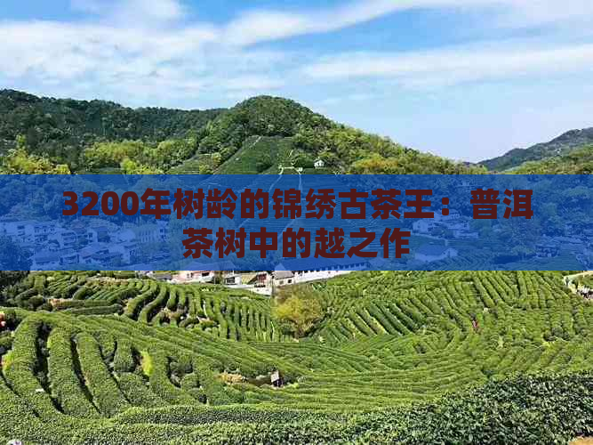 3200年树龄的锦绣古茶王：普洱茶树中的越之作