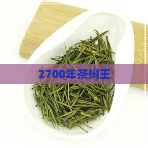 2700年茶树王