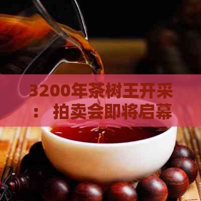 3200年茶树王开采： 拍卖会即将启幕