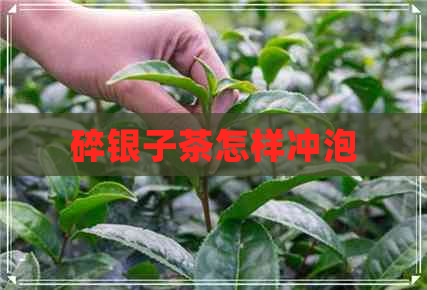 碎银子茶怎样冲泡