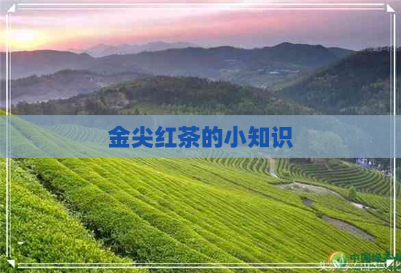 金尖红茶的小知识