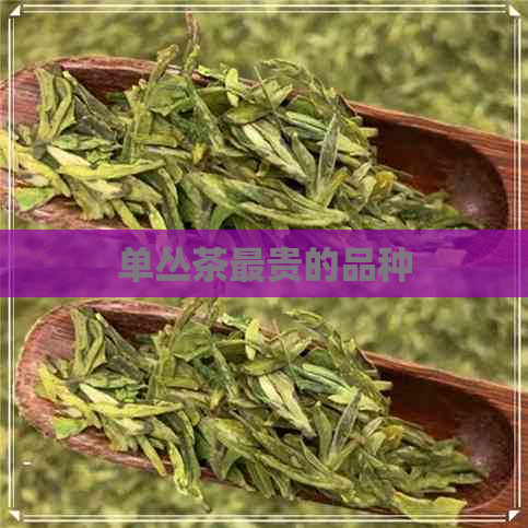 单丛茶最贵的品种