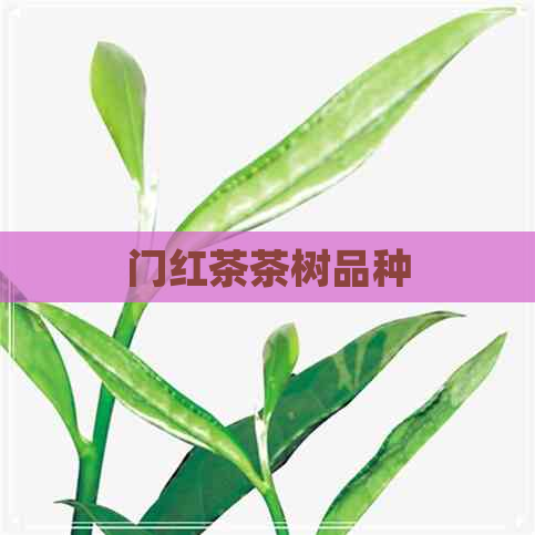 门红茶茶树品种